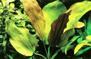 Echinodorus Big Bear